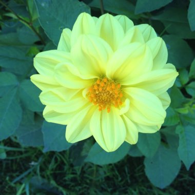 Christine's garden