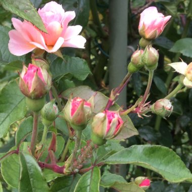 Christine's garden