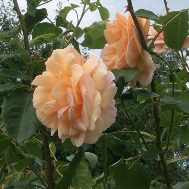 Christine's garden