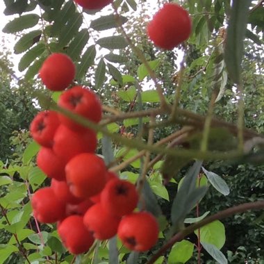 Rowan Tree