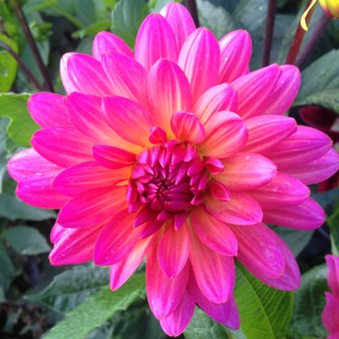 Christine's garden