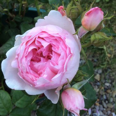 Christine's garden