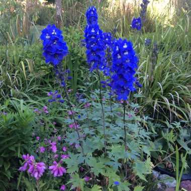 Christine's garden