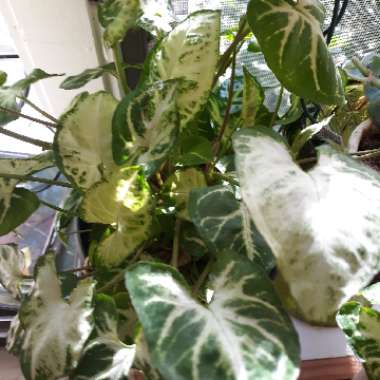 Caladium 'Aaron'