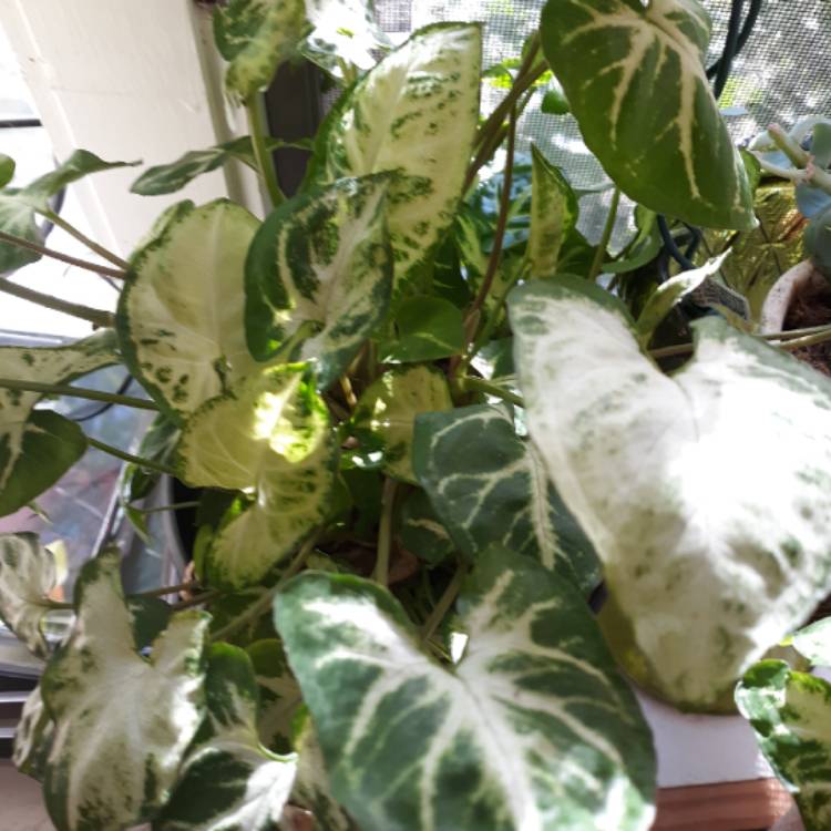 plant image 849734
