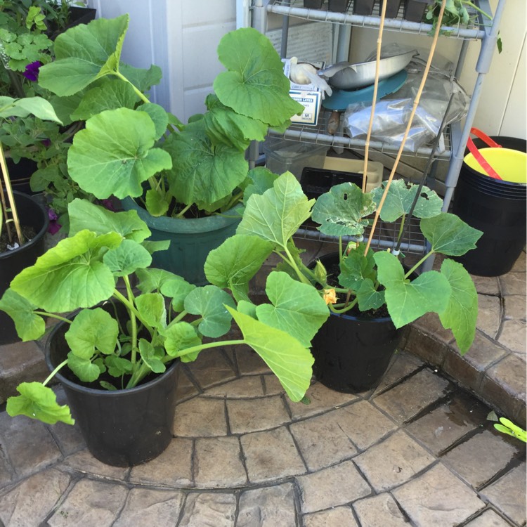Plant image Cucumis Melo