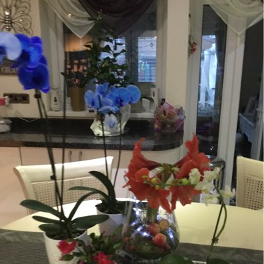 Christine's garden