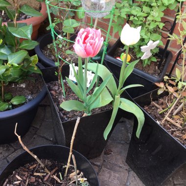 Christine's garden