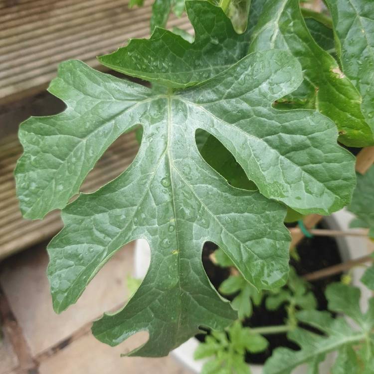 Plant image Momordica charantia