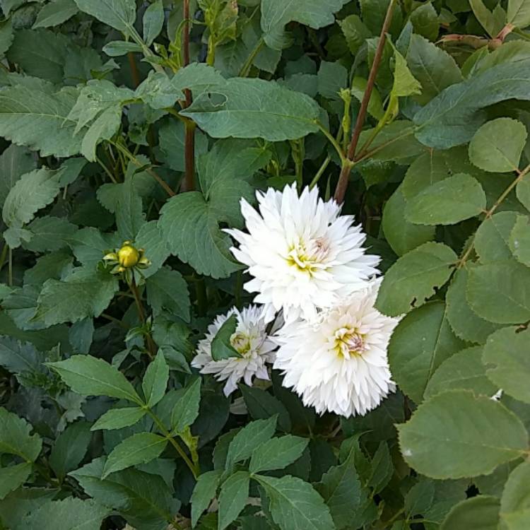Plant image Dahlia 'Mingus Gregory'
