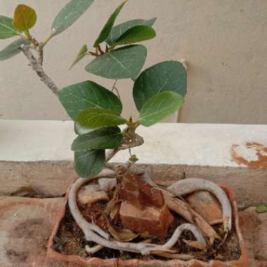 Indian Banyan