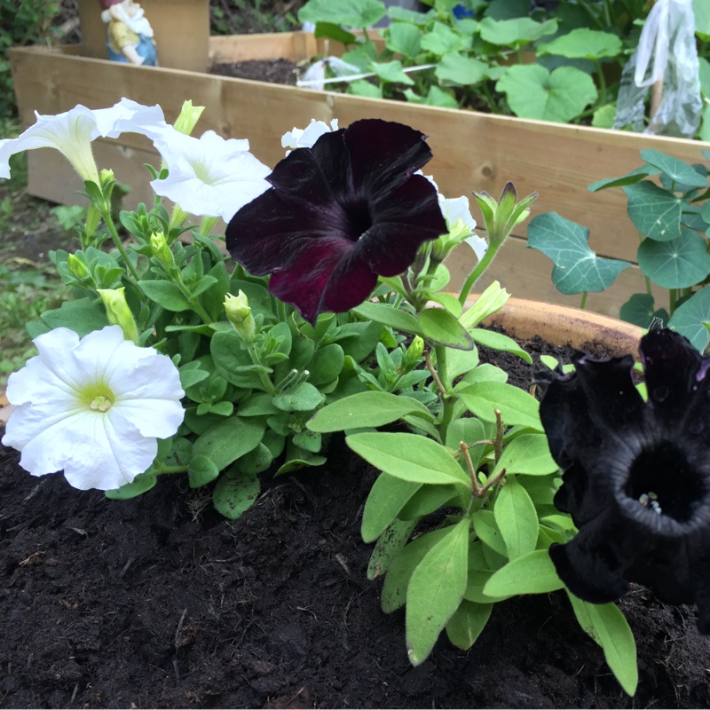 Plant image Petunia 'Wespecrablama' (Crazytunia Series) syn. Petunia 'Black Mamba'