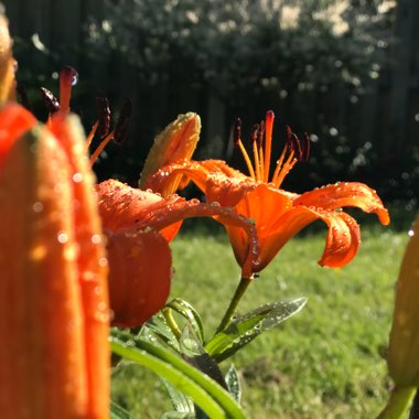Christopher's garden
