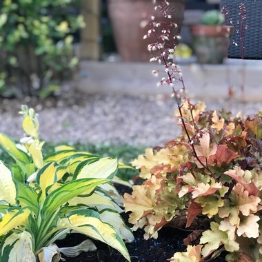 Christopher's garden
