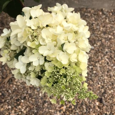 Hydrangea 'Pinky Winky'