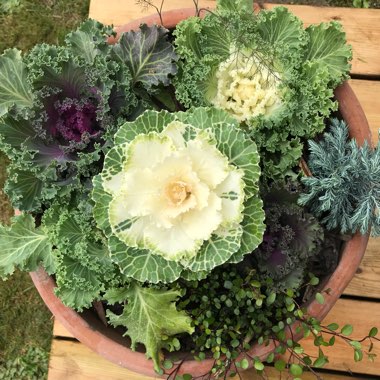 Christopher's garden