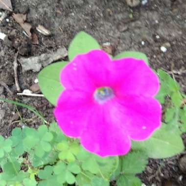 Christy's garden