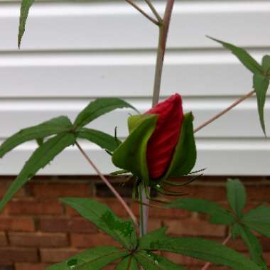 Christy's garden