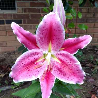 Christy's garden