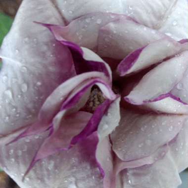 Angel's Trumpet