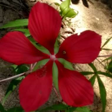 Tropical Hibiscus
