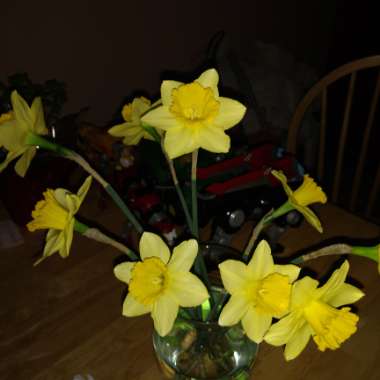 Christy's garden