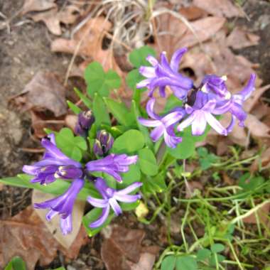 Christy's garden
