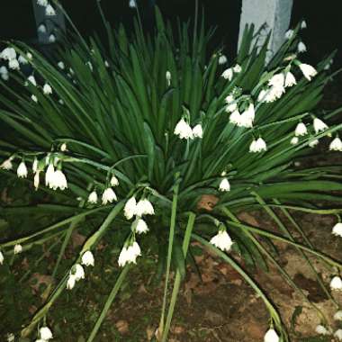 Christy's garden