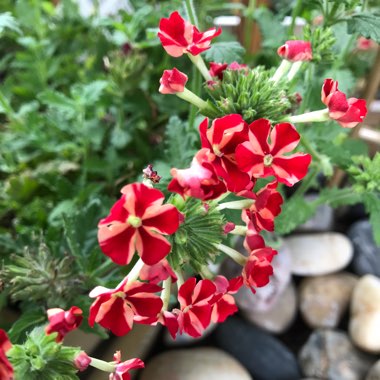 Verbena 'Venturi® Rose'