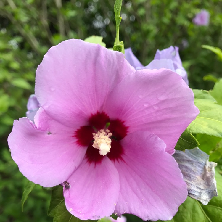 plant image 295362