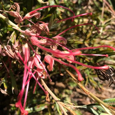 plant image 320775