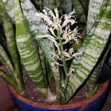 Sansevieria zeylanica