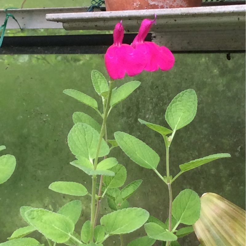 Salvia 'Dayglow'