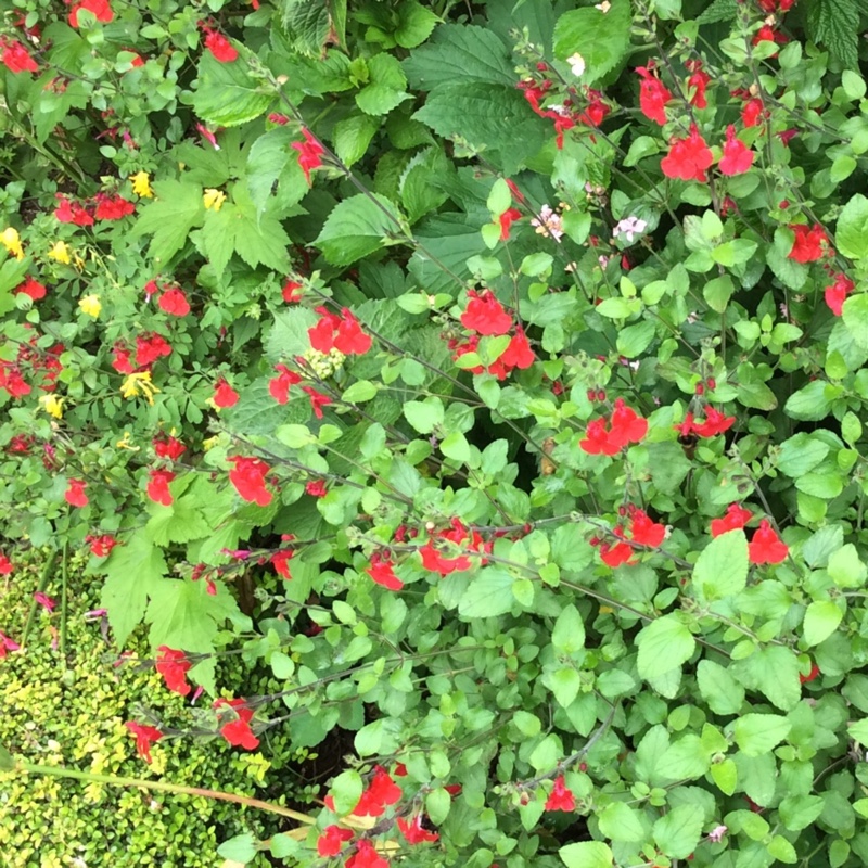 Salvia 'Dayglow'