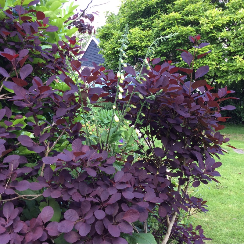Chris's garden