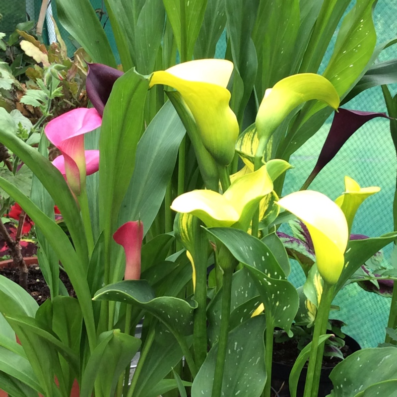 Calla Lily
