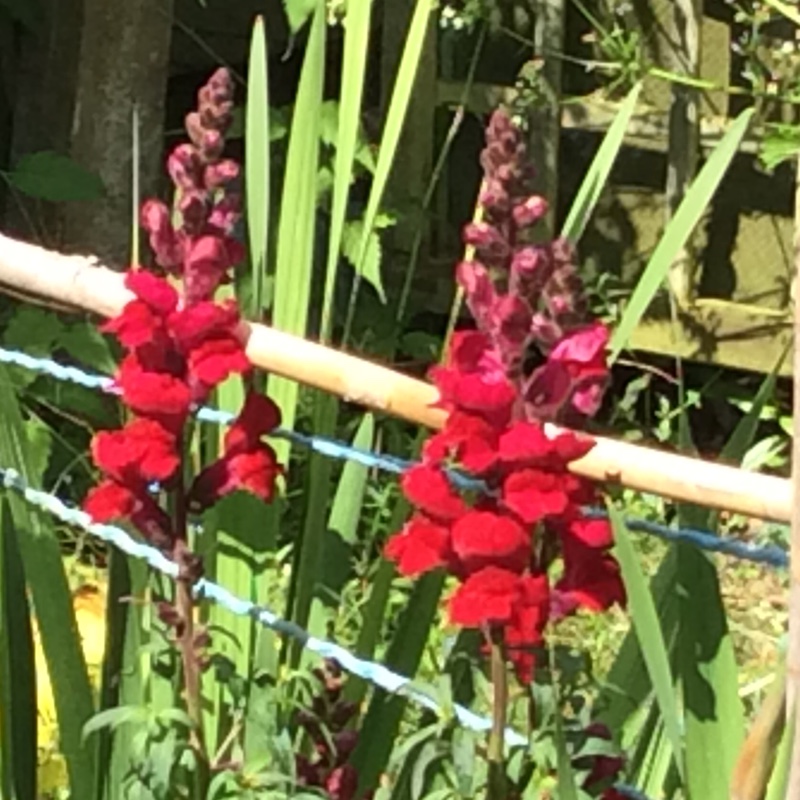Snapdragon