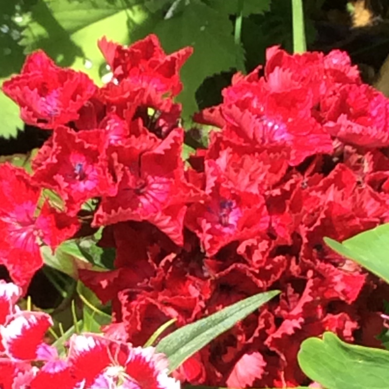 Sweet William