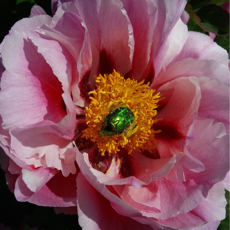 Peony