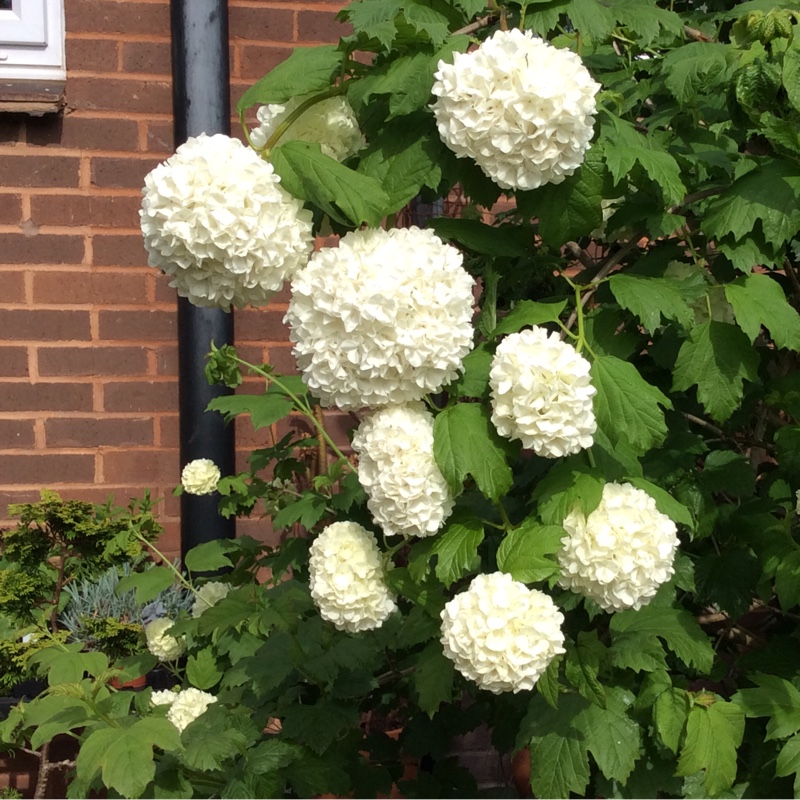 European Snowball Bush