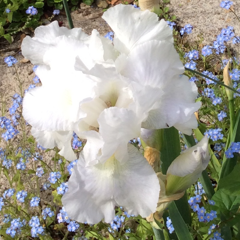 Iris