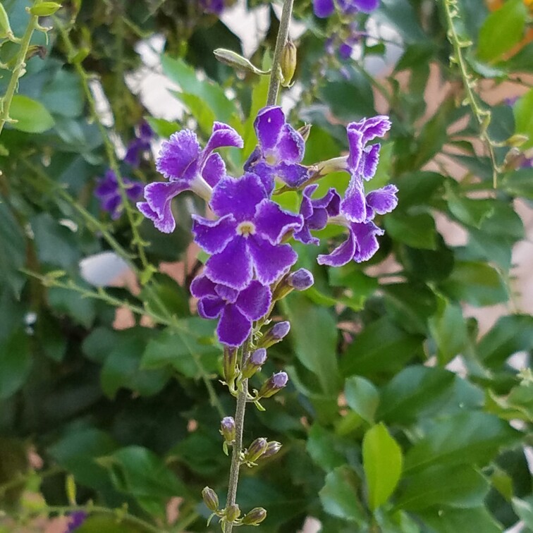 Chinese Wisteria