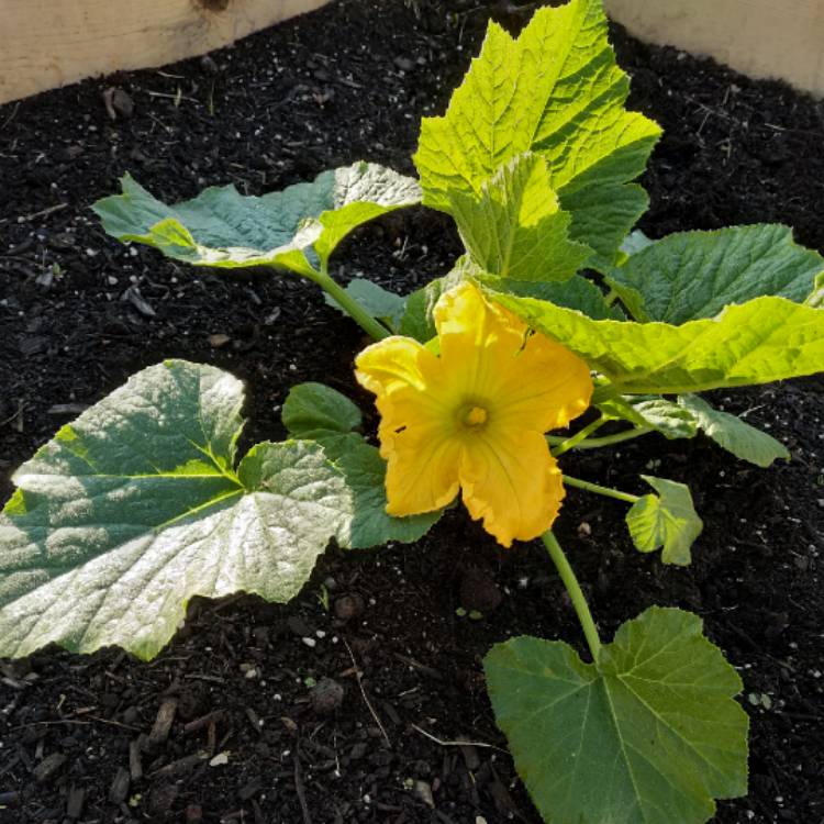 Plant image Cucurbita Pepo var. Cylindrica 'Black Beauty'
