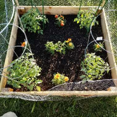 Kelvin's garden