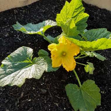 Kelvin's garden