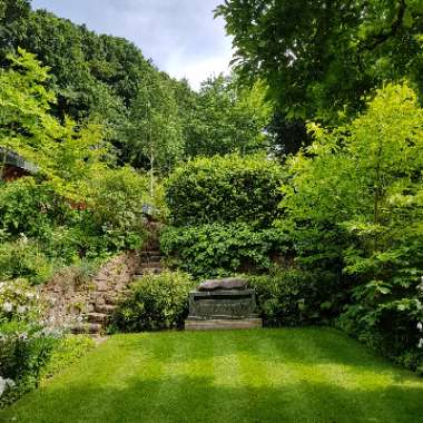 Chris's garden