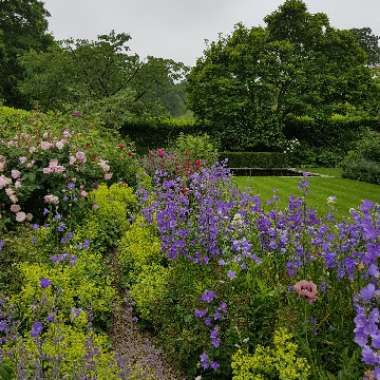 Chris's garden