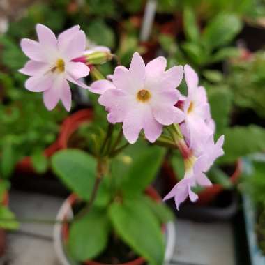 chrus's plant