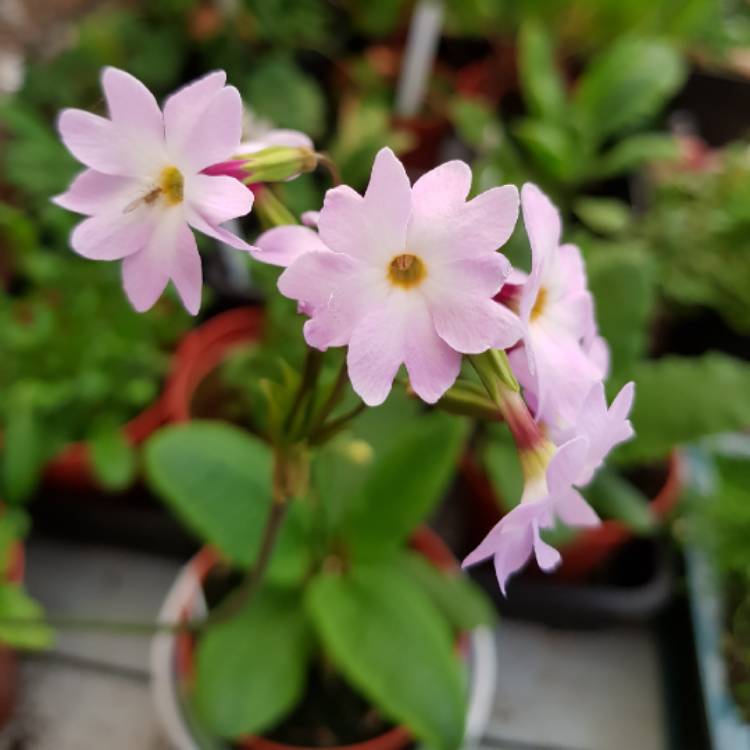 plant image 748219