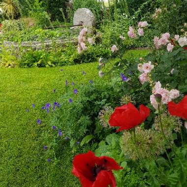 Chris's garden